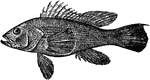 The Black Sea Bass (Centropristis striata) is a fish in the Grouper family native to New York, Maine, Florida, and the Gulf of Mexico.