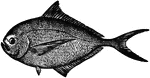 The Atlantic Pomfret (Brama brama) is a fish in the Bramidae family of pomfrets. Its synonyms and other common names include: sea-bream, Brama rays, Brama australis, Southern rays bream and Ray's Bream.