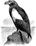 The Steller's Sea Eagle (Haliaeetus pelagicus) is a large bird of pray in the Accipitridae family of hawks and eagles.