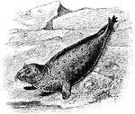 The Gray Seal (Halichoerus grypus) is a large mammal in the Phocidae family of true seals.