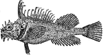 The Sea Raven (Hemitripterus americanus) is a bottom-dwelling fish that is common in the north of the Atlantic and Pacific Oceans.