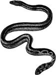 The Sea Snake (Pelamis bicolor) is a tropical sea snake known for its black color on top and yellow belly.