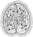 The paramecium is a one-celled ciliate in the Kingdom Protista. These two are separating after conjugation.