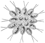These protozoans form colonies. Gonium pectorale colony seen from above.
