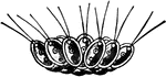 These protozoans form colonies. Gonium pectorale colony seen from the side.