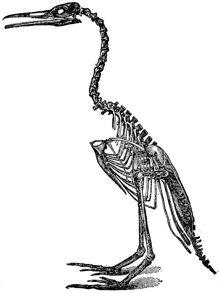 Bird Skeleton ClipArt ETC