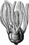 An illustration of a sea-lily fossil.