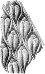 An illustration of leaf indentations left on club moss.