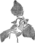 An illustration of the skeletal fossil of Archaeopteryx, the earliest and most primitive bird known. Archaeopteryx lived in the late Jurassic Period around 155&ndash;150 million years ago, in what is now southern Germany during a time when Europe was an archipelago of islands in a shallow warm tropical sea, much closer to the equator than it is now.
