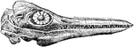 An illustration of an Ichthyosaurus skull. Ichthyosaurus is an extinct genus of ichthyosaur from the Early Jurassic (Hettangian - Sinemurian) of Europe (Belgium, England and Germany). It is among the best known ichthyosaur genera, with the Order Ichthyosauria being named after it. Ichthyosaurus was the first complete fossil to be discovered in the early 1800's by Mary Anning in England.