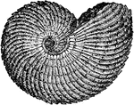 An illustration of an Ammon's Horn shell, a fossil shell, curved like a ram's horn. A name previously used to classify ammonites.
