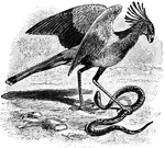 The Secretary Bird (Sagittarius serpentarius) is a bird of prey known for hunting snakes and other reptiles.