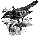 The Sedge Warbler (Acrocephalus schoenobaenus) is a small passerine bird in the Sylviidae family.