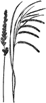 3, The Fox Sedge (Carex vulpinoidea) and 4, the Fringed Sedge (Carex crinita).