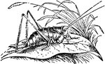 Grasshoppers are insects of the suborder Caelifera in the order Orthoptera. To distinguish them from bush crickets or katydids, they are sometimes referred to as short-horned grasshoppers. Species that change color and behaviour at high population densities are called locusts.