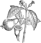 An illustration of a guava plant.