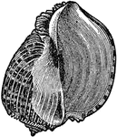 An illustration of a harp-shell, "the shell of a genus of [mollusks] belonging to the gasteropoda and to the whelk family" (Vaughan).