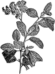 The heliotropes (Heliotropium) is a genus of plants in the family Boraginaceae with 250 to 300 species. The name "heliotrope" derives from the fact that these plants turn their leaves to the sun. Helios is Greek for "sun", tropein means "to turn". The old English name "turnsole" has the same etymology.