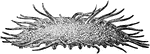 An illustration of a Oneirophanta Mutabilis, a type of sea cucubmer. The sea cucumber (also known as trepang, b&ecirc;che-de-mer, balate, or ambiguously, sea slug) is an echinoderm of the class Holothuroidea, with an elongated body and leathery skin, which is found on the sea floor worldwide. It is also named because of its cucumber-like shape. The body contains a single, branched gonad. Like all echinoderms, sea cucumbers have an endoskeleton just below the skin, calcified structures that are usually reduced to isolated microscopic ossicles (or sclerietes) joined by connective tissue.