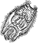 An illustration of the larval form of the Holothuria tubulosa, sea cucumber.