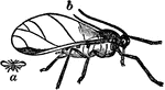 An illustration of a female hop aphid. Aphids, also known as plant lice (and in Britain as greenflies), are small plant-eating insects, and members of the superfamily Aphidoidea. Aphids are among the most destructive insect pests on Earth.