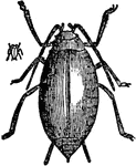 An illustration a hop aphid in larval form. Aphids, also known as plant lice (and in Britain as greenflies), are small plant-eating insects, and members of the superfamily Aphidoidea. Aphids are among the most destructive insect pests on Earth.