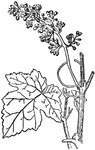 An illustration of vine foliage and inflorescence. An inflorescence is a group or cluster of flowers arranged on a stem that is composed of a main branch or a complicated arrangement of branches.