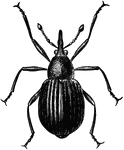 The Seed Weevil (Apion rostrum) is a beetle in the Brentidae family of straight-snouted weevils.