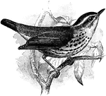The New York Waterthrush (Seiurus naevius) is a passerine bird of the New World warblers.