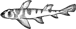 The Port Jackson shark (Heterodontus portusjacksoni) is a species in the Heerodontidae family of bullhead sharks.