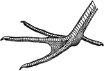 The semipalmate (half-webbed) foot of the willet (Tringa semipalmata).