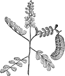 "Flowering branch of Senna (Cassia obovata). a, a pod." -Whitney, 1911