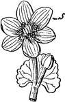"a, flower of Caltha palustris, showing the petaloid sepals s." -Whitney, 1911