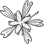 "c, flower of Cerastium longipedunculatum, seen from below: s, a sepal." -Whitney, 1911
