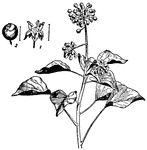 An illustration of an ivy plant with the fruit and flower.