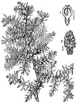 An illustration of a juniper branch, vertical section of fruit (1), and male catkin (2). Junipers are coniferous plants in the genus Juniperus of the cypress family Cupressaceae. Depending on taxonomic viewpoint, there are between 50-67 species of juniper, widely distributed throughout the northern hemisphere, from the Arctic, south to tropical Africa in the Old World, and to the mountains of Central America