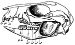 An illustration of the skull of a rat-kangaroo.