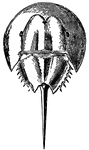 An illustration of an adult horseshoe crab from the dorsal aspect. The horseshoe crab or Atlantic horseshoe crab (Limulus polyphemus) is a marine chelicerate arthropod. Despite its name, it is more closely related to spiders, ticks, and scorpions than to crabs. Horseshoe crabs are most commonly found in the Gulf of Mexico and along the northern Atlantic coast of North America. A main area of annual migration is the Delaware Bay, although stray individuals are occasionally found in Europe.