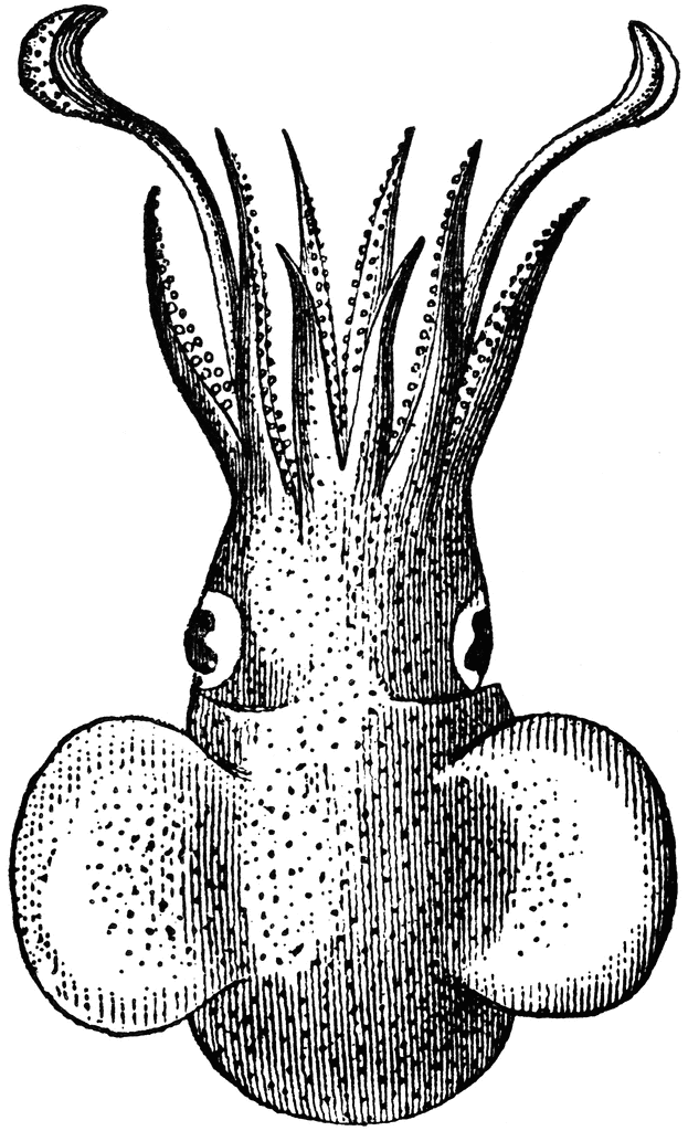 File:Bobtail Moletai May 2014.jpg - Wikimedia Commons