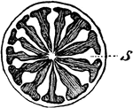 "Diagram of fruit of Poppy, cut transversely to show the 12 septa (S) with the seeds omitted." -Whitney, 1911