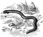 The four-toed worm lizard (Chirotes canaliculatus) is a reptile of the Amphisbaenidae family of usually legless lizards.