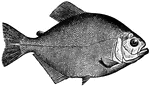 The Piraya Piranha or Caribe (Pygocentrus piraya) is a species of piranha in the Characidae family.