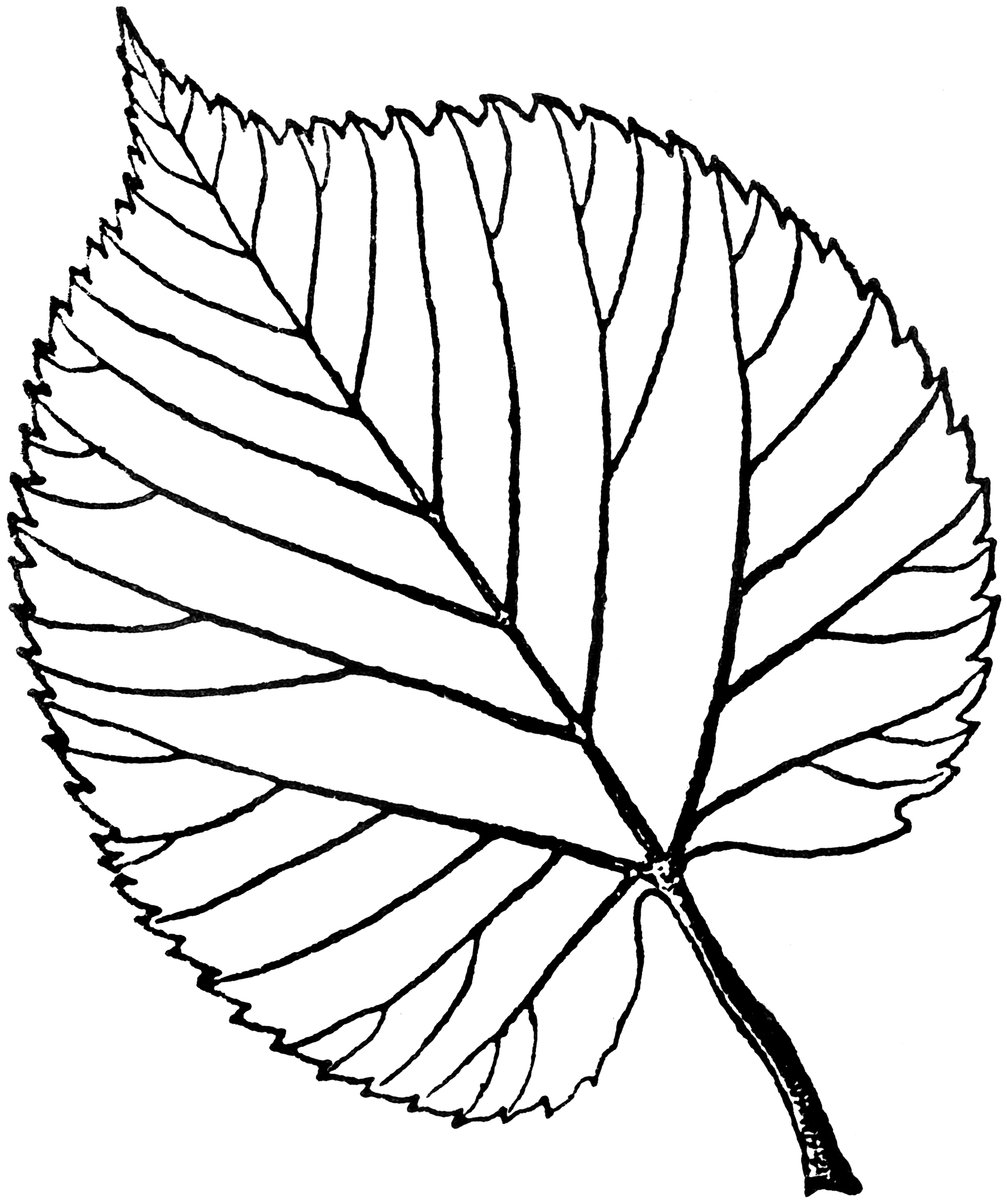 Листья с прожилками для вырезания