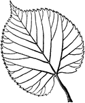 "Serrate leaf of American Linden (Tilia americana)." -Whitney, 1911