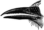 The serratirostral bill of the motmot (Momotus nattereri).