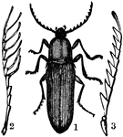 "1. A serricorn beetle (an elater). 2, 3. Englarged antennae of other serricorns (species of Phyllocerus and Pachyderes)." -Whitney, 1911