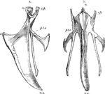 The sternum of a bird. Label: a, lateral aspect; b, inferior aspect; r, rostrum; c.p, costal process; pl.o, pleurosteon; c, carina; m.x, middle xiphoid process.
