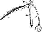 The pectoral arch of a bird. Labels: sc, scapula; co, coracoid bone; f, clavicle, terminating below in the hypocleideum; gl, glenoid cavity.