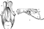 The pelvis of a bird. Labels: a, superior; b, lateral aspect; sm, sacrum; Il, ilium; Is, ischium; Am, acetabulum.
