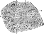 Section of hyaline cartilage. Labels: a, four separating cells; b, two cells in apposition; c, nuclei; d, cavity in the matrix containing three cells.